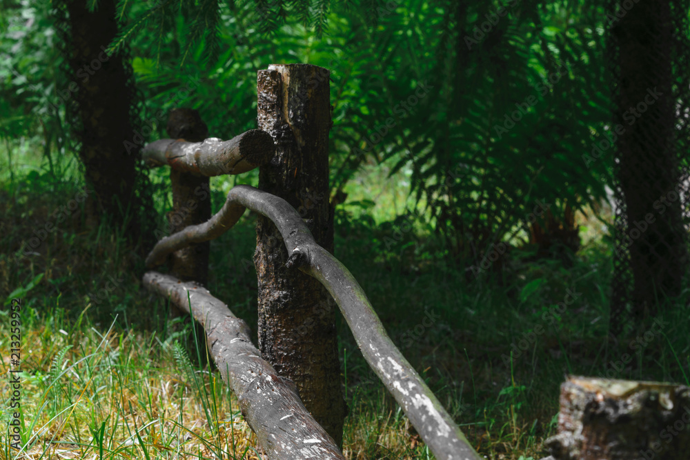Rural wooden fence in the background of ferns and protected spruce trunks on the green grass Rural wooden fence in the background of ferns and protected spruce trunks on the green grass