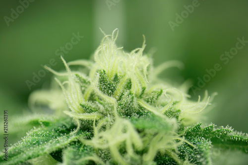 Cannabis Marijuana Weed Close-Up Macro