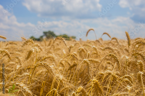 Field with golden wheat and summer blue sky