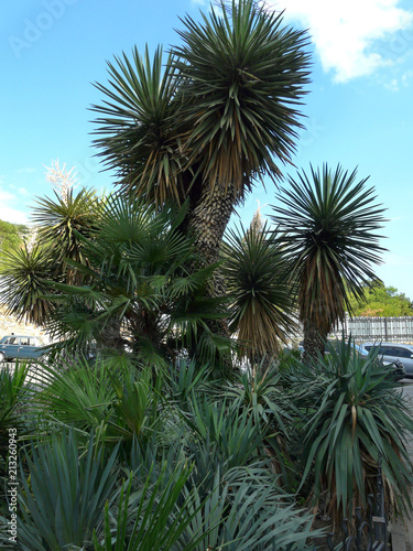 Low palm trees with thick narrow long leaves growing in the city line against the blue sky.