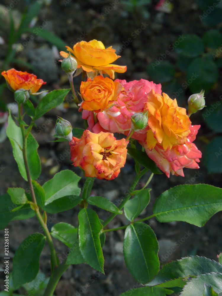 buds of a multicolored rose in the garden buds of a multicolored rose in the garden