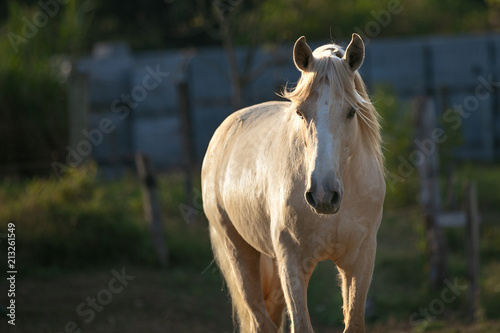 Cavalo, Horse
