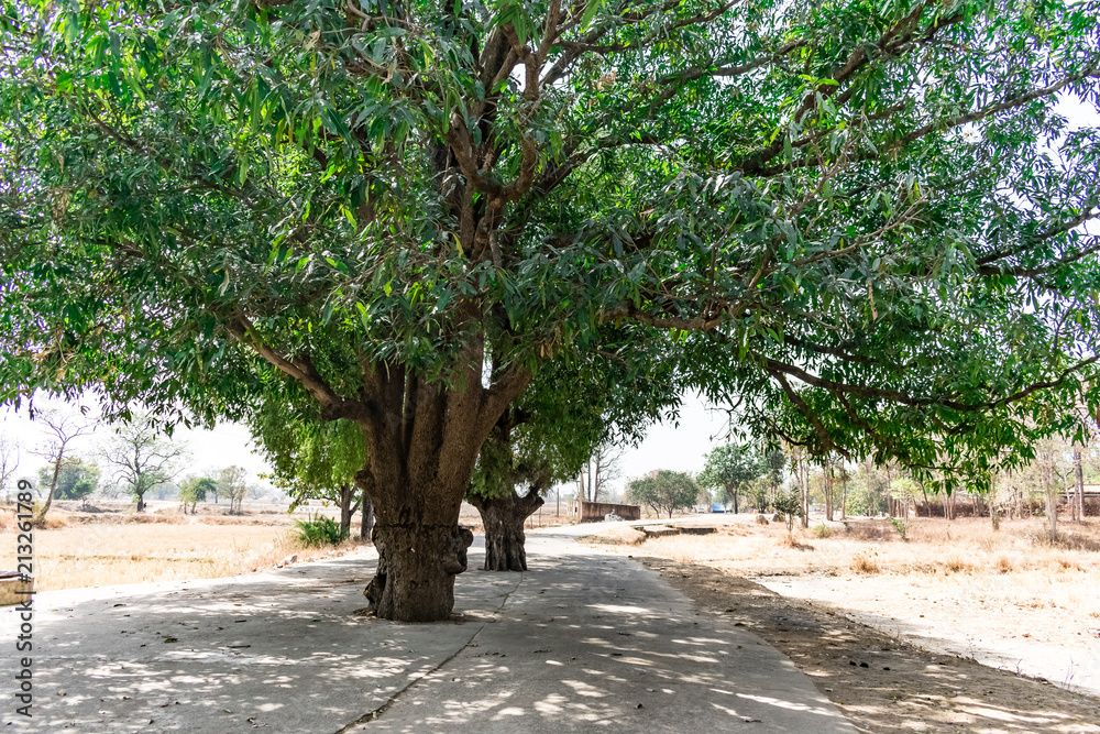 A large greenery mango trees on centre of a rural village road close view looked once. A large greenery mango trees on centre of a rural village road close view looked once.