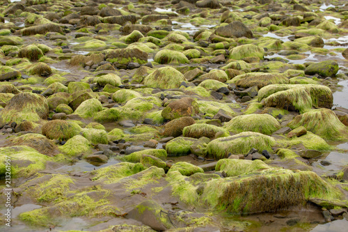 Rocks and stones on the Strandhill beach covered in green moss. Strandhill, county Sligo, Ireland 