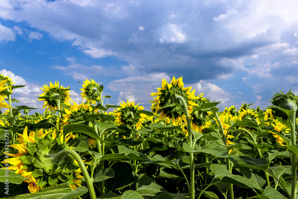 Sunflower field and blue sky with clouds.