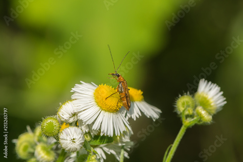 Scheinbockkäfer auf einer Blüte photo