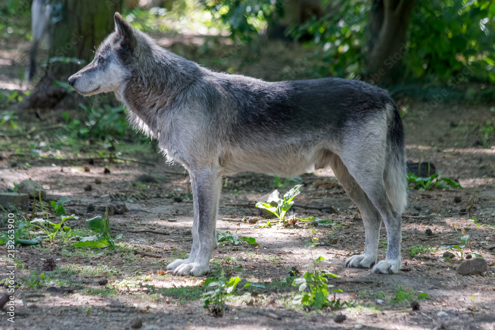 Fototapeta premium Lone Grey wolf staring at something of interest