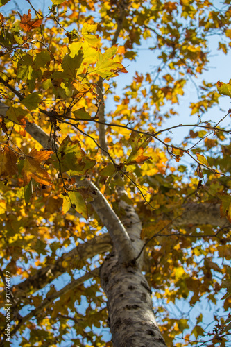 Fall leaves