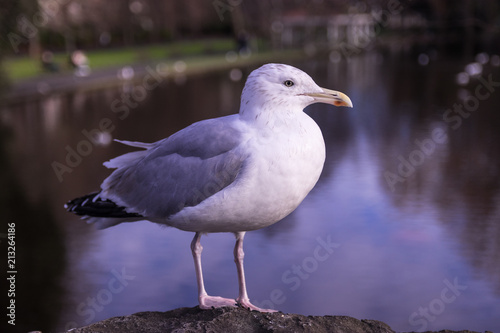Ireland Seagull
