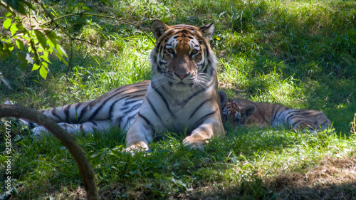 Bengal Tiger (Panthera tigris tigris) laying in the shade with her cub