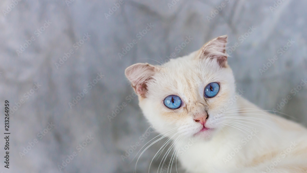 Beautiful cat in cat farm , with blue eyes