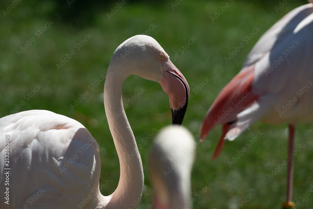 Naklejka premium Flamingo