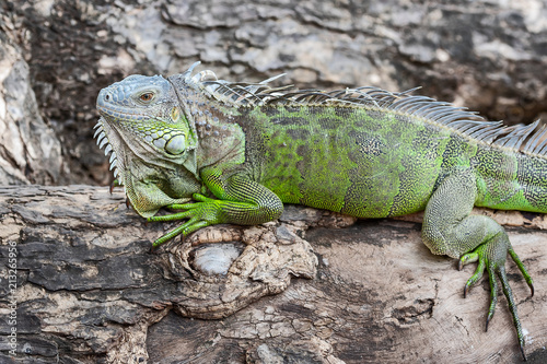 Costa Rica Tortuguero Iguana.