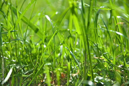 Green grass on a sunny day