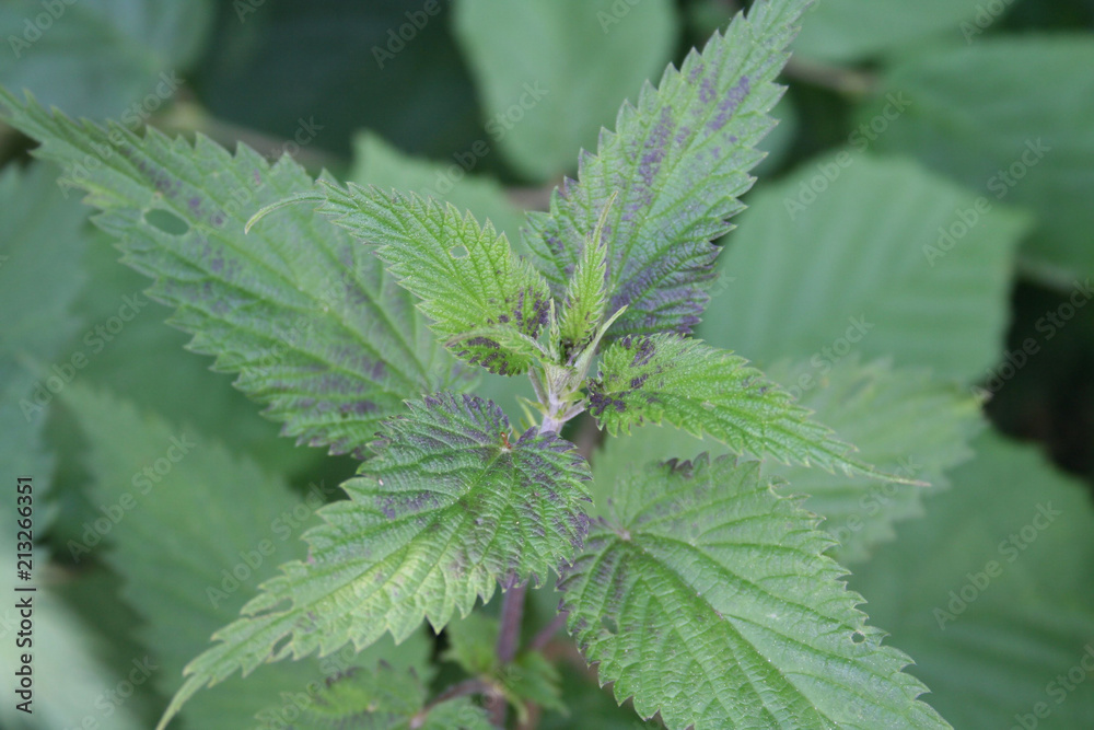 Dark spot on leaves. Plant with disease on leaf. Dark spot on leaves. Plant with disease on leaf.