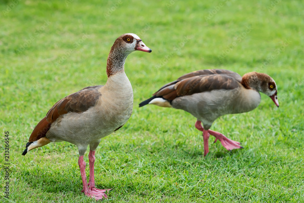 Obraz premium Duck in the park.