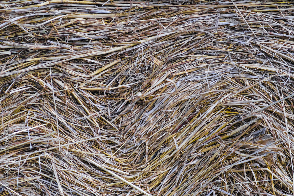 Background with the image of hay Background with the image of hay