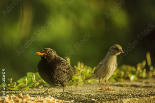 Common blacbird and sparrow on the brick wall - natural scenery