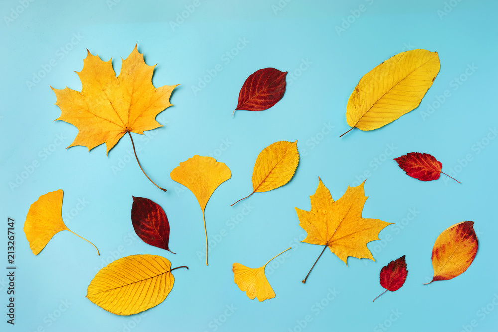 Obraz premium Top view of autumn leaves on blue background