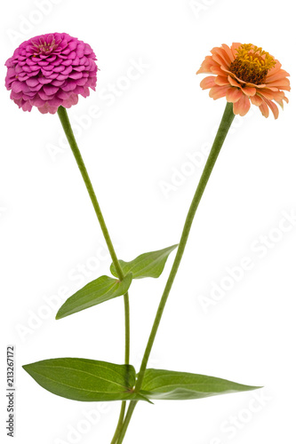 Two flowers of zinnia, isolated on white background