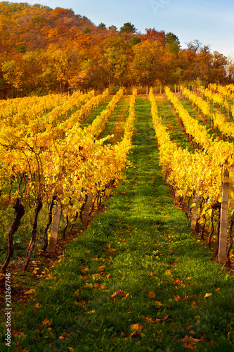Golden wineyard in Autumn photo