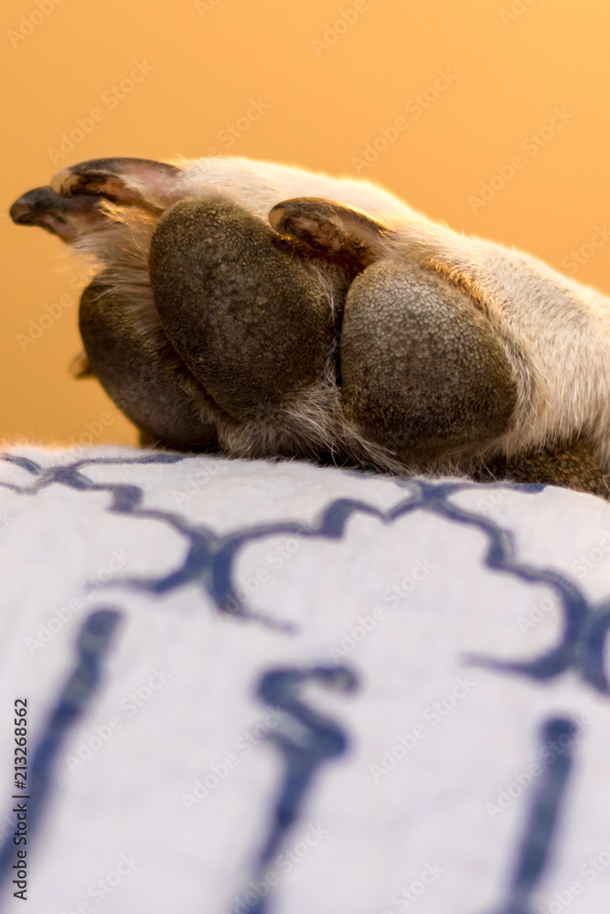 large dog paw