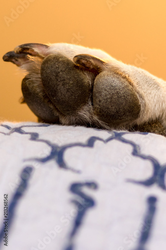 large dog paw © MaryHerronPhoto