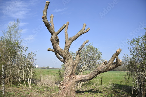 alter abgestorbener Baum