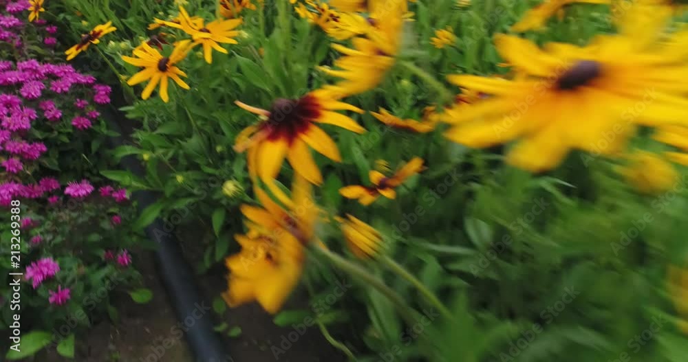 Aerial: Flying above flower field, Wheat, herb plant, wildflowers closeup, garden, harvest Aerial: Flying above flower field, Wheat, herb plant, wildflowers closeup, garden, harvest