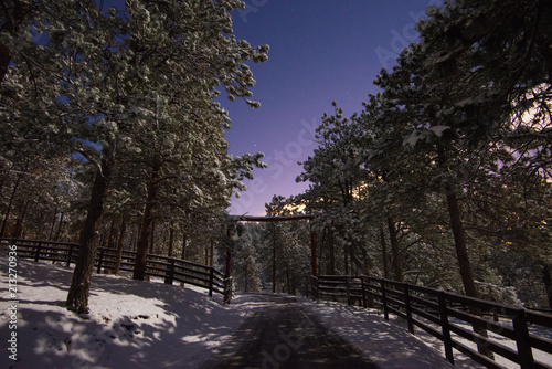 Winter Driveway through Trees