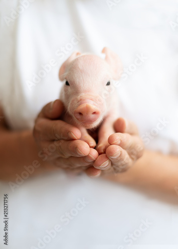 Canvas Print Baby Hausschwein gehalten von Landwirtin, Ferkel, Neujahr