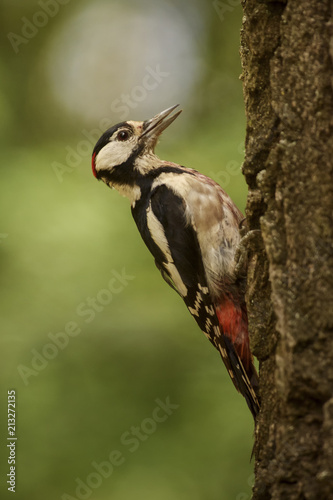 Great Spotted Woodpecker - Dendrocopos major, beautiful colored woodpecker from European forests and woodlands.