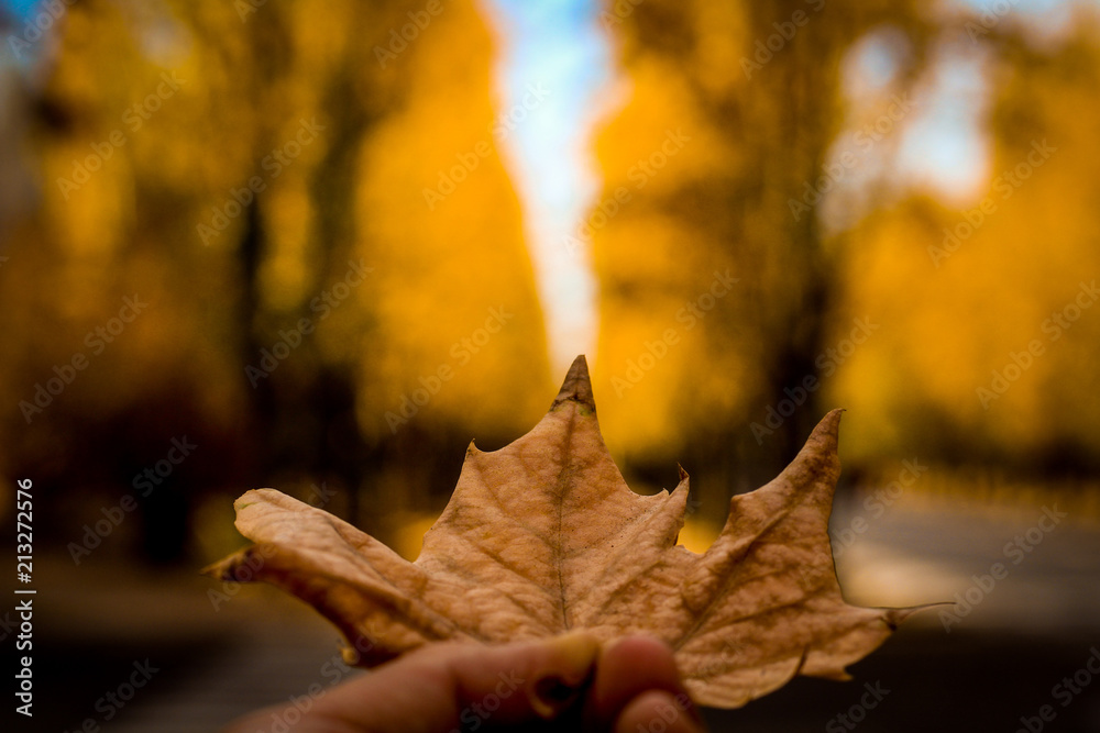 Fototapeta premium otoño is coming