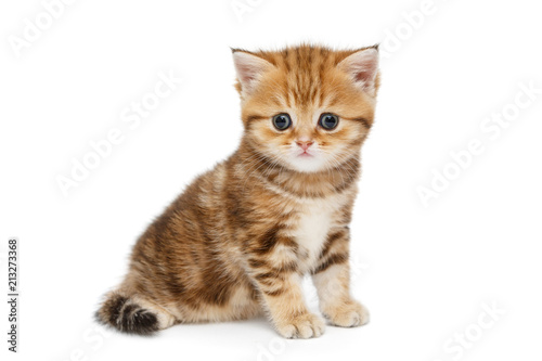 Small British kitten © Okssi