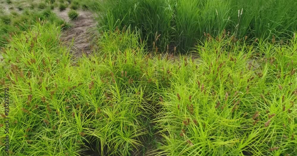 Aerial: Flying above flower field, Wheat, herb plant, wildflowers closeup, garden, harvest Aerial: Flying above flower field, Wheat, herb plant, wildflowers closeup, garden, harvest