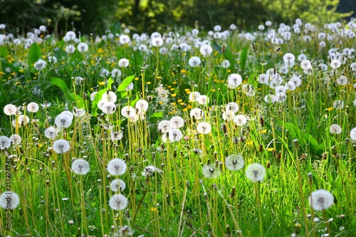 Fototapeta Naklejka Na Ścianę i Meble -  A flowery meadow in Bavaria with dandelions and buttercup