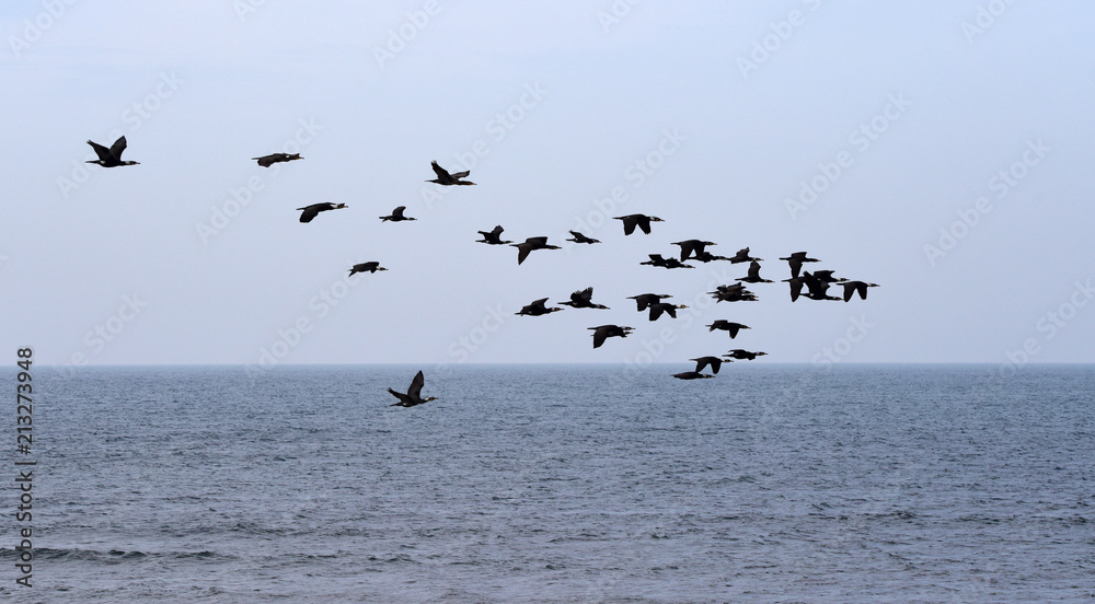 A flock of cormorants flying over the coast of the Mediterranean Sea