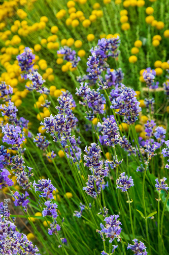 Lavender  precious ornamental plants  wild with lilac flowers  bluish  blue. Aroma and delicious perfumes.