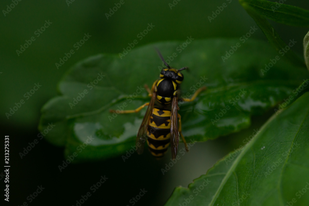 Wespe auf Blatt Wespe auf Blatt