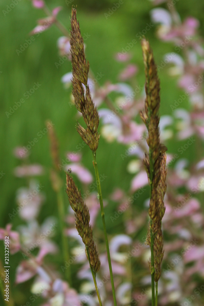 Plants Plants