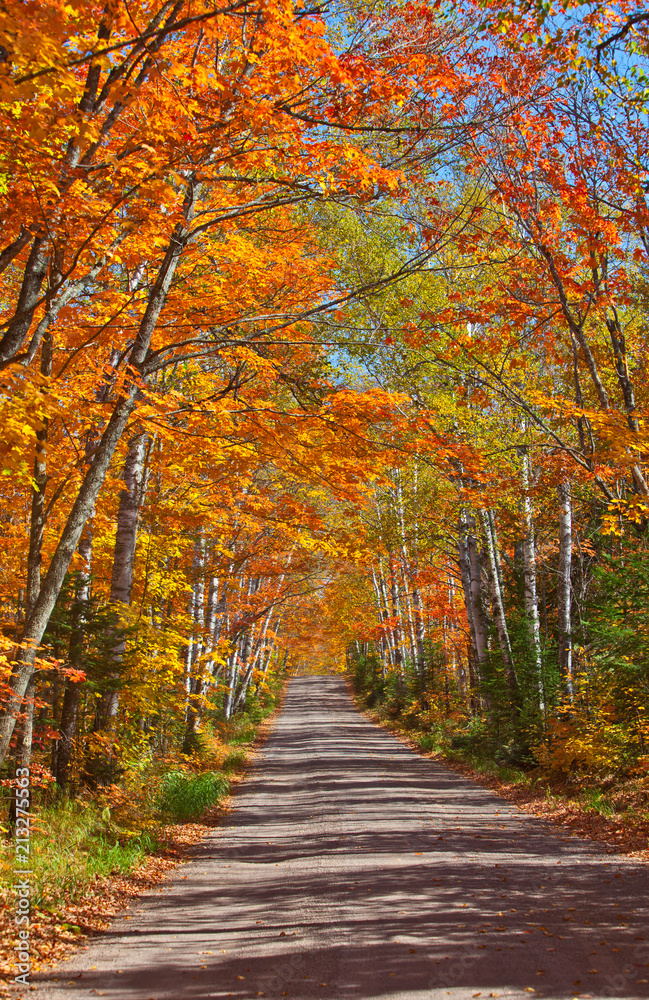 Autumn Road