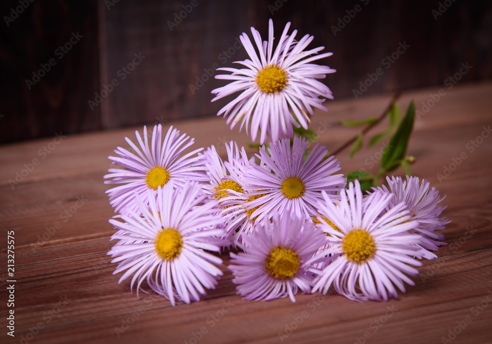Fototapeta premium Chamomile with lilac petals on a wooden table