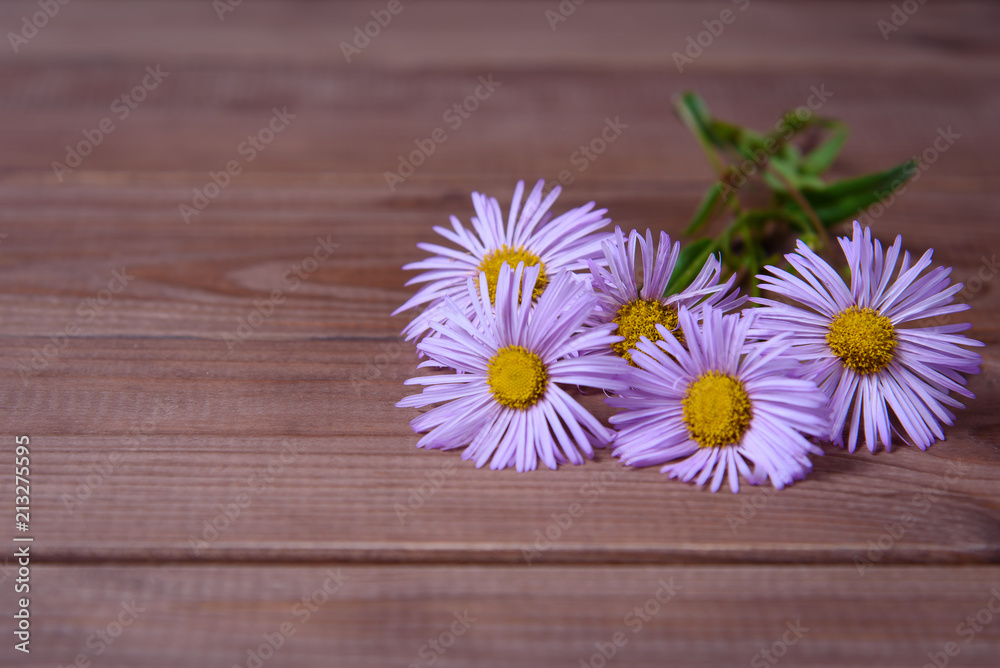 Obraz premium Chamomile with lilac petals on a wooden table