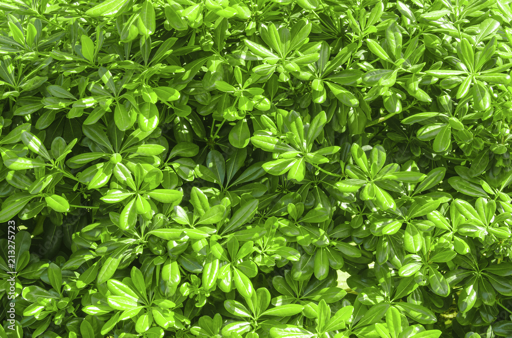 green vegetation on a sunny day green vegetation on a sunny day