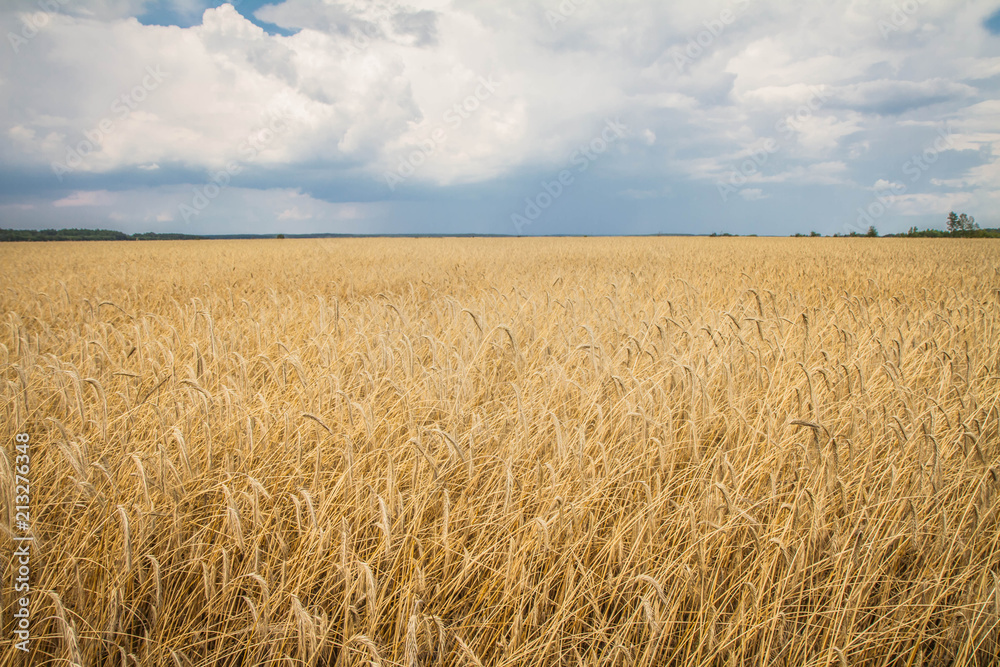 Field of wheat under a stormy sky Field of wheat under a stormy sky