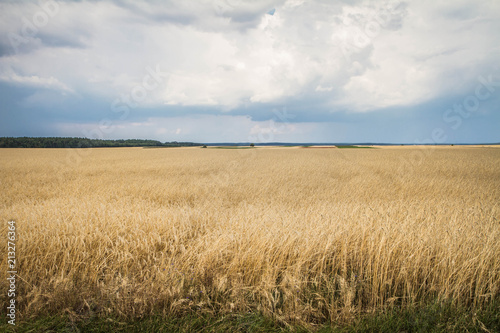 Field of cereal under a stormy sky