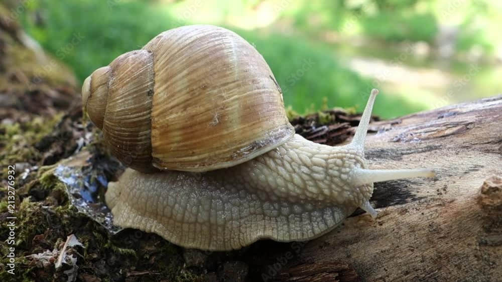 Snail in nature Snail in nature