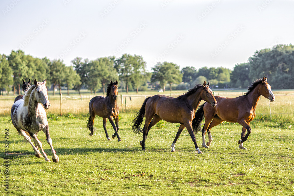 Running horses on the field.Nature Running horses on the field.Nature