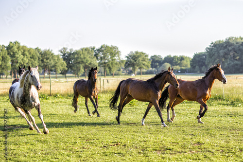 Running horses on the field.Nature © Elena