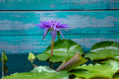 The lotus leaf and lotus flower in a pond on wooden background. 